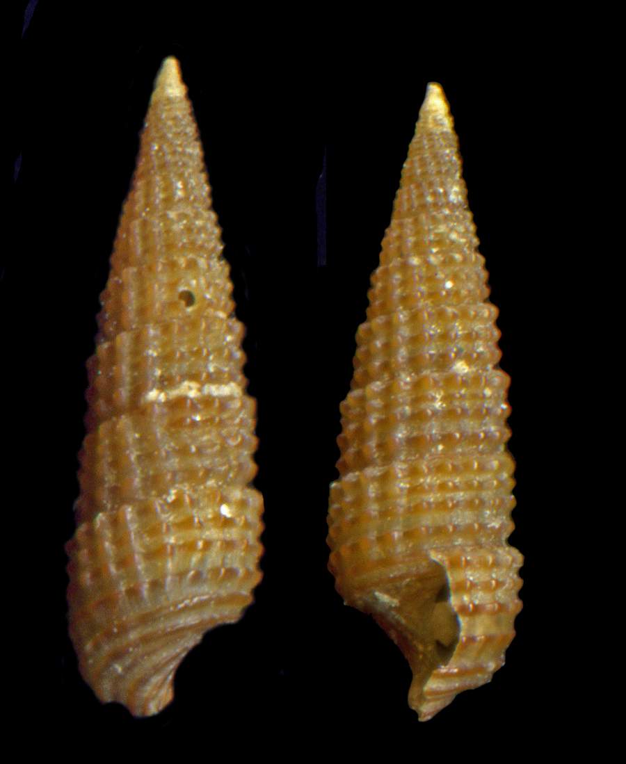 Cerithiidae Bittium reticulatum Da Costa  1778